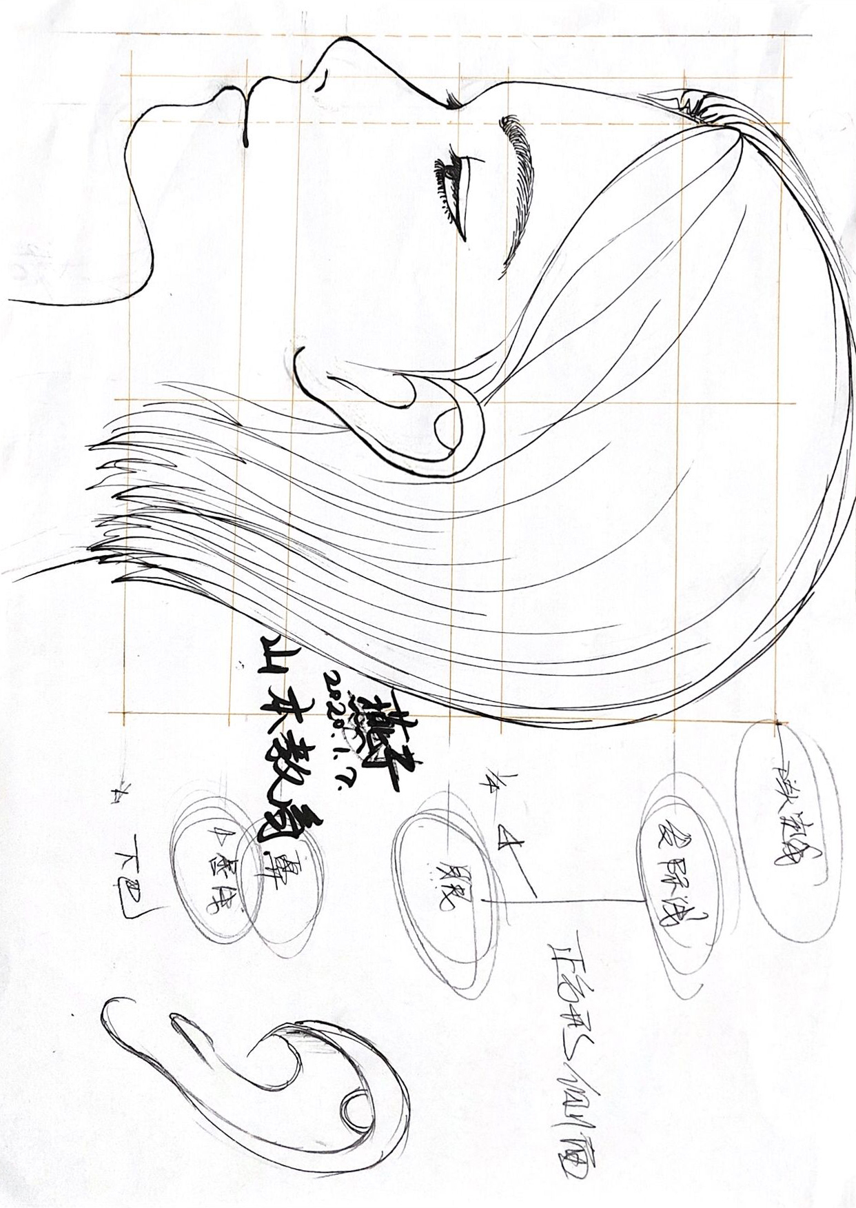 "人体模特头部绘制正面" "人体模特头部绘制侧面(1)" 